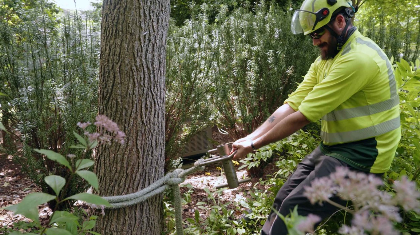 Tree health and maintenance in Quincy, IL