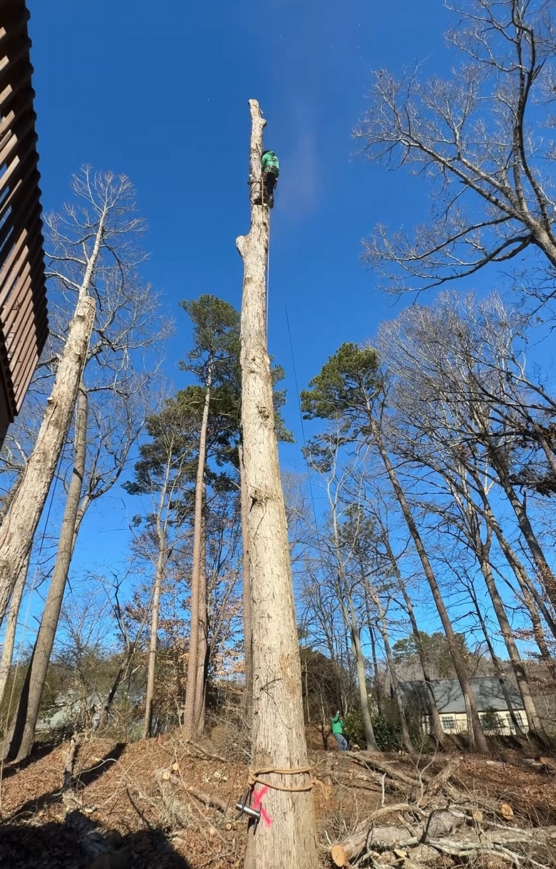 Professional tree removal service in Quincy, IL